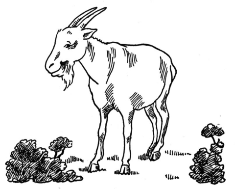 Goat At Garden Coloring Page